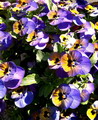 Viola Pansy